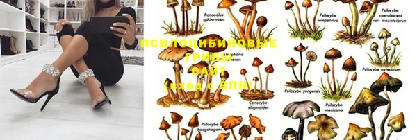 PSILOCYBIN Бугульма